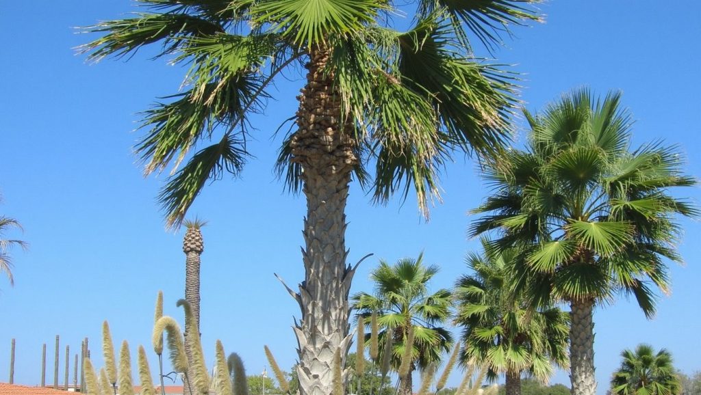 Nos Beach (Marmaris, Turquía) — foto 5