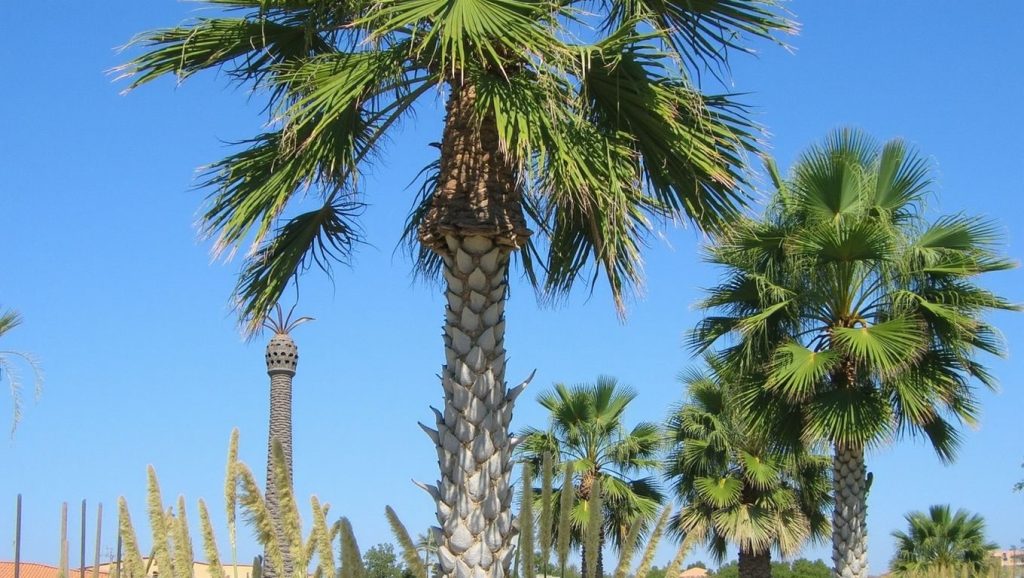 Paralia Lakkiou (Bodrum, Turquía) — foto 5