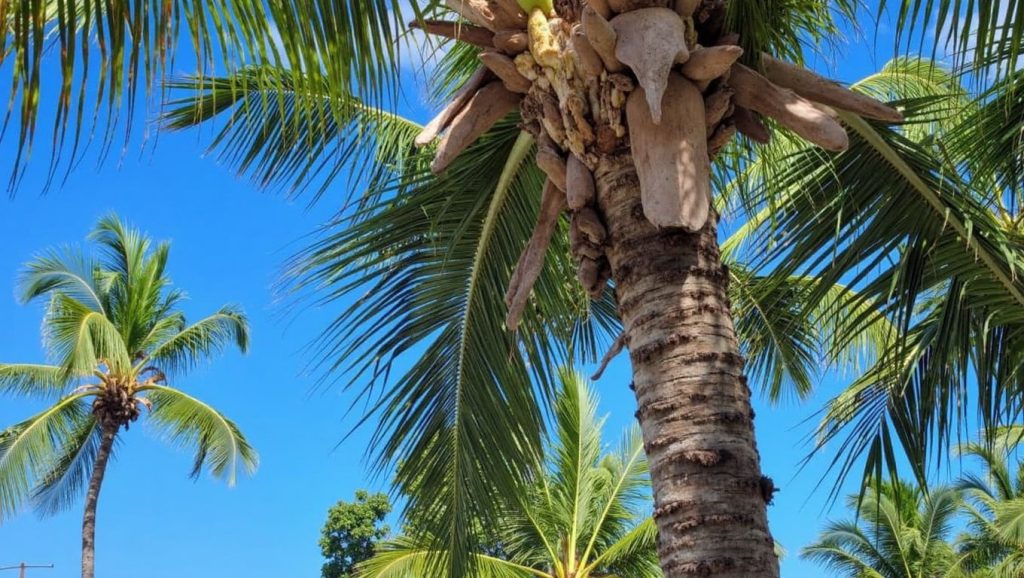 Playa Bávaro (Punta Cana, Rep. Dominicana) — foto 2