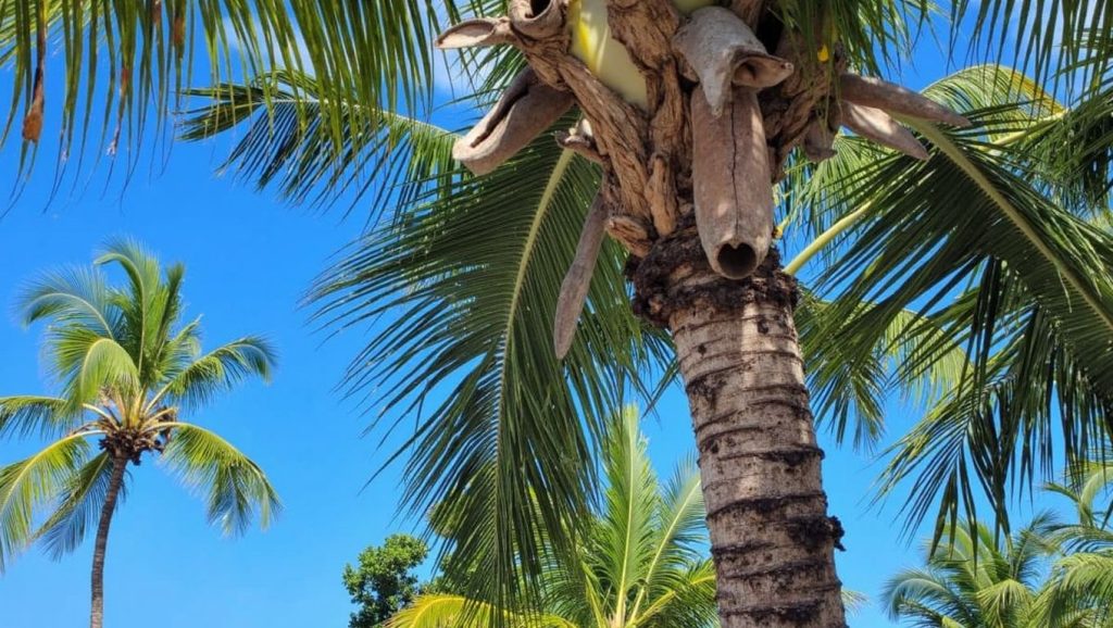 Playa Caletón (Punta Cana, Rep. Dominicana) — foto 4