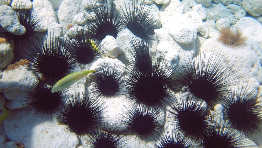Detalle del agua en Playa de Cojímar, Playas del Este, Cuba