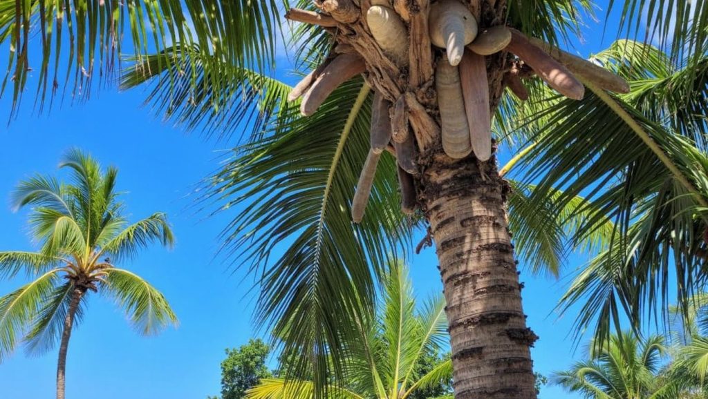 Playa El Anclón (Samaná, Rep. Dominicana) — foto 5