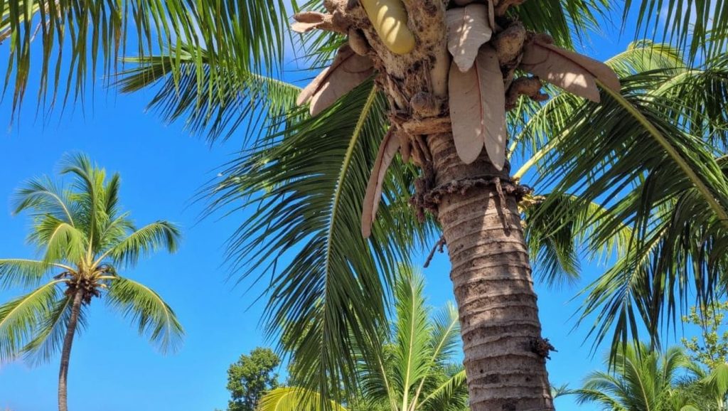 Playa El Tablón (Puerto Plata, Rep. Dominicana) — foto 5