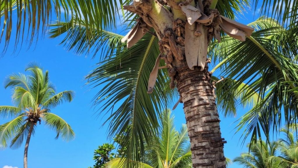 Playa Isla Catalina (Punta Cana, Rep. Dominicana) — foto 3