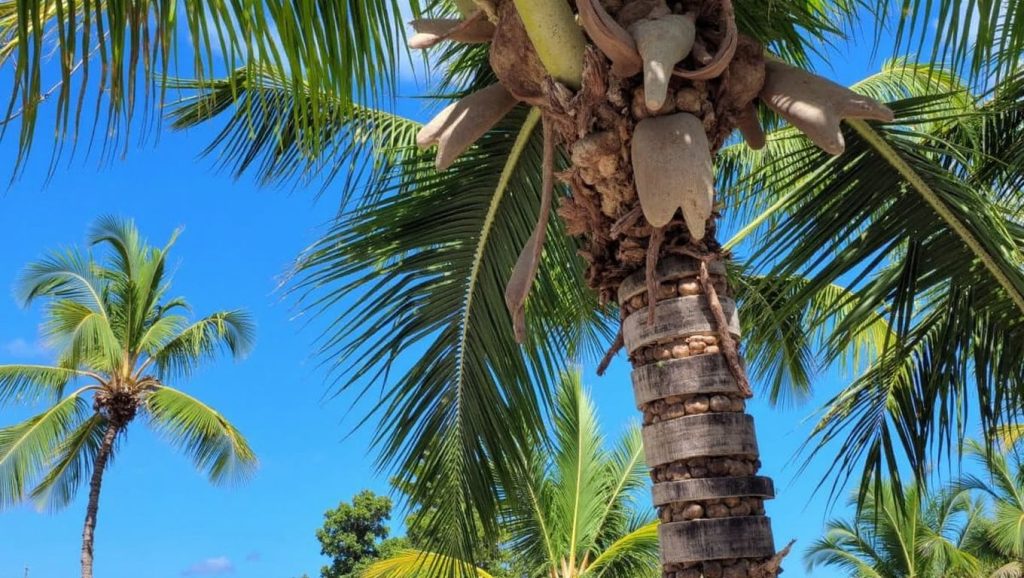 Playa Juanillo (Punta Cana, Rep. Dominicana) — foto 2