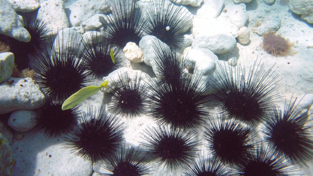 Detalle del agua en Playa Las Tumbas, Pinar del Río, Cuba