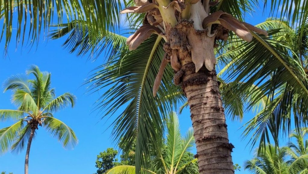 Playa Magante (Puerto Plata, Rep. Dominicana) — foto 2