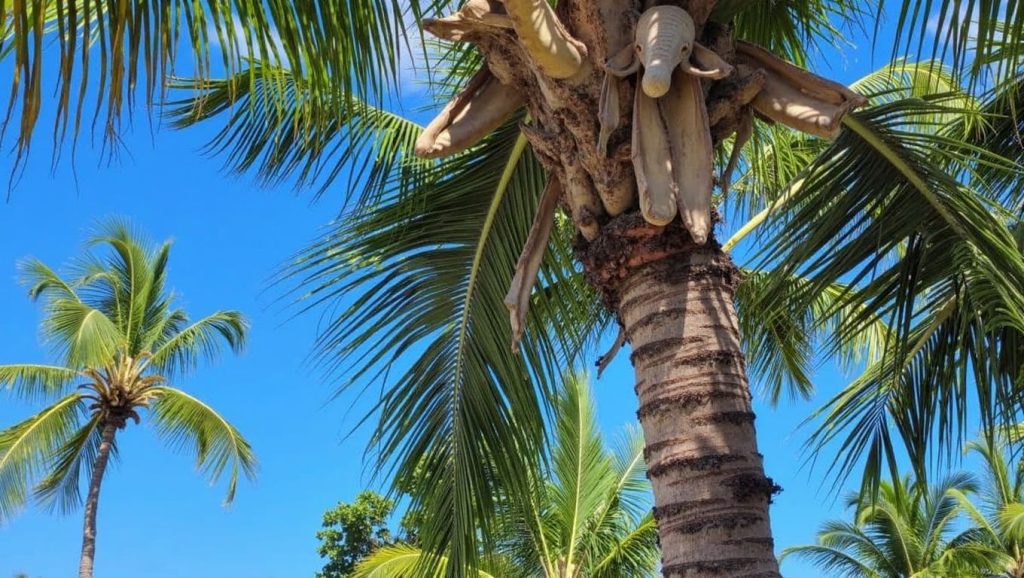 Playa Montesinos (Santo Domingo, Rep. Dominicana) — foto 6