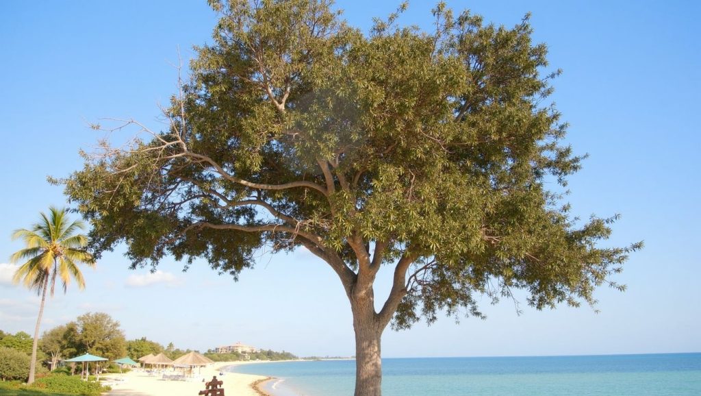 Amplio horizonte marino en Playas del Este: Santa María, Playas del Este