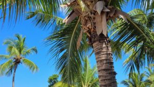 Caribe en invierno — diciembre a marzo