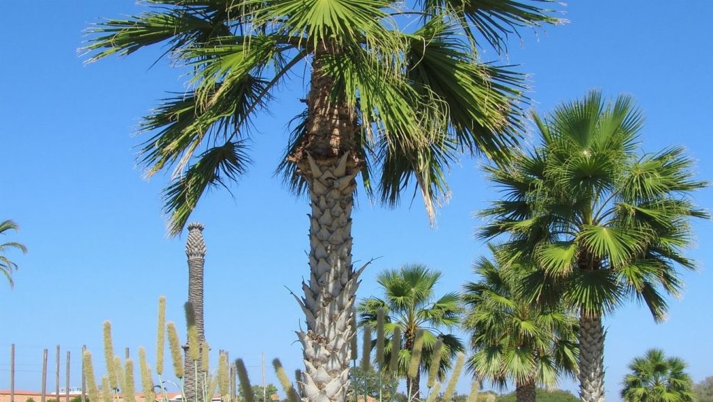 Wild stone beach (Marmaris, Turquía) — foto 5