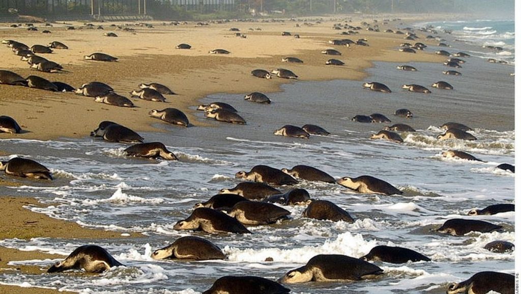 Playa Escobilla (Oaxaca, México) — foto 2