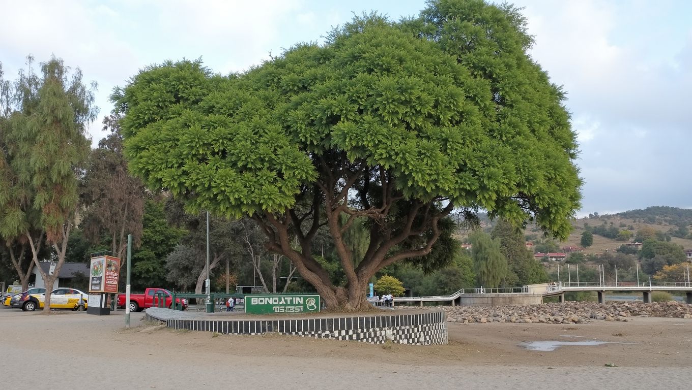 Tortugas en Boa Vista